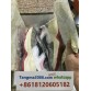 tangma2088.com WhatsApp oficial: +8618120605182 | Qiqiyg-545 Venta al por mayor directa de fábrica: ropa, calzado y bolsos 2026 | Proveedor líder de China